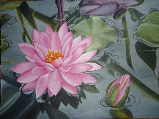 pink-waterlily-002_r