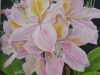 a4-pink-rhododendron-003_r