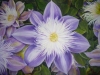 clematis_r