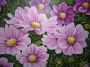 pink-daisies-005_r