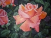 pink-rose-junw-2012-011_r