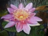 waterlily-002_r