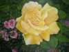 yellow-rose-2012-007_r