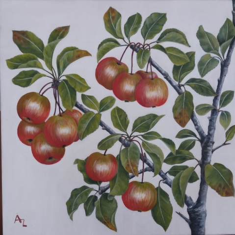 Patio apple tree 044_r