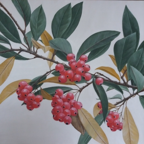 Cotoneaster 134_r