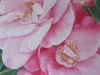 pink-camellia_r