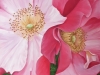 pink-roses_r