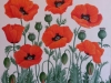 red-poppies_r