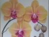 yellow-orchid-004-2_r